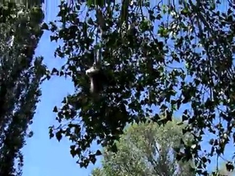 SİVAS KANĞAL ETYEMEZ KÖYÜ ÇAMAN DAMI 2011