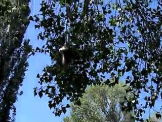 SİVAS KANĞAL ETYEMEZ KÖYÜ ÇAMAN DAMI 2011