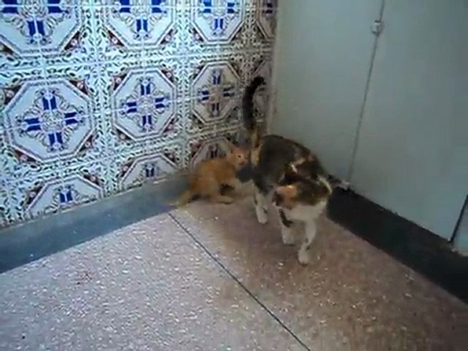 chatte jouant avec son chaton