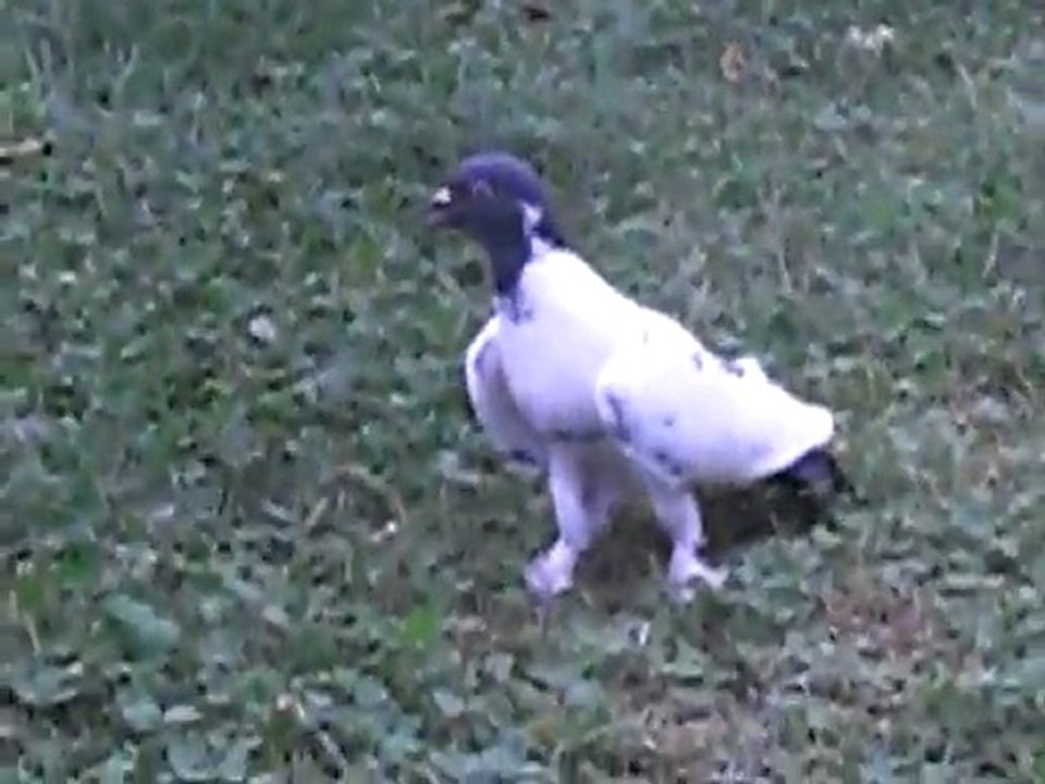 SAYA KELEBEK  tolgahan