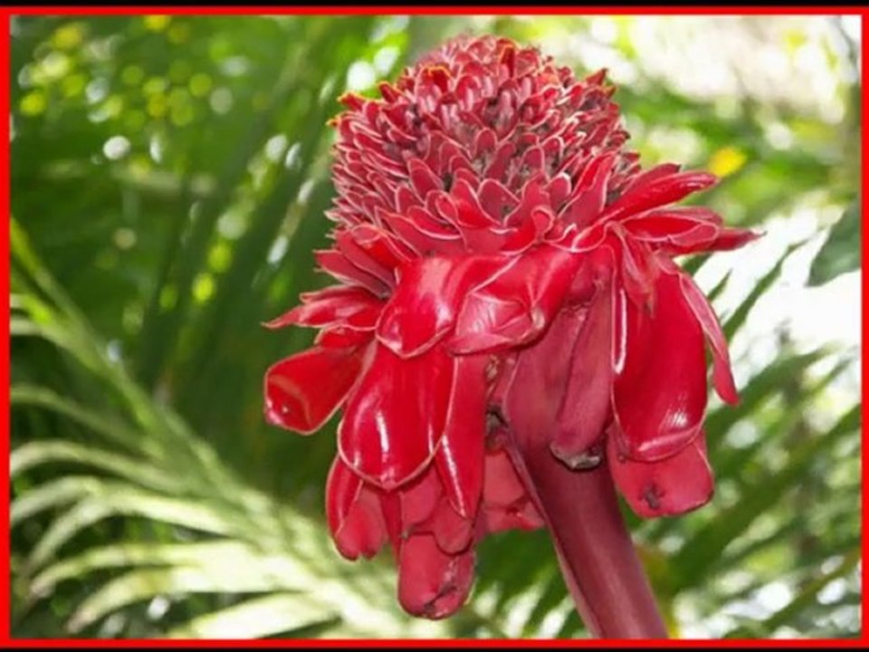 bouquet tricolore