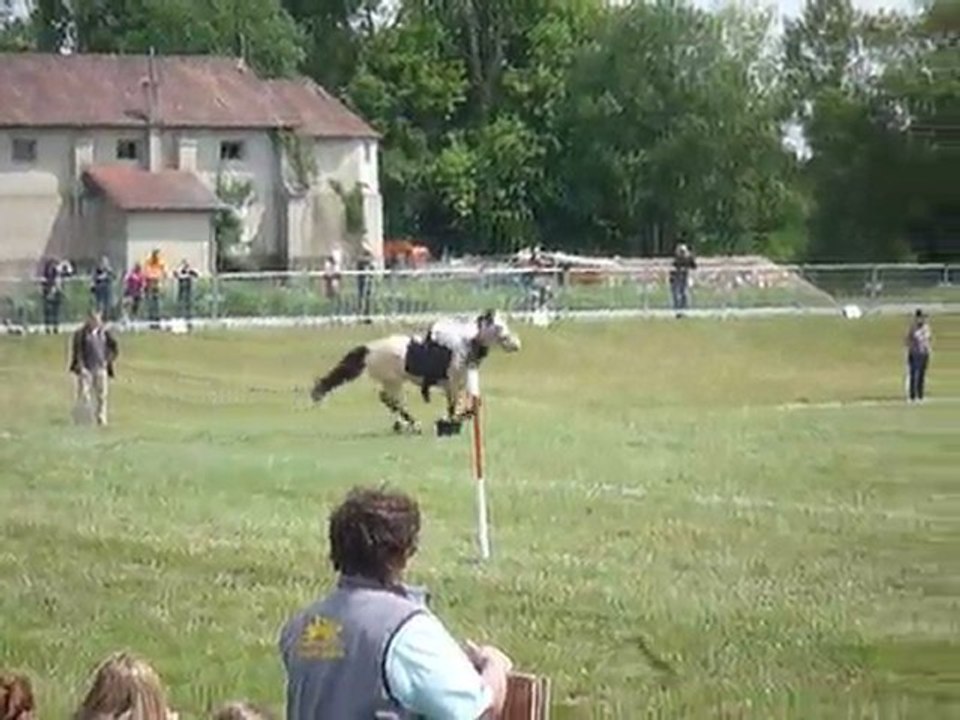 Grand Tournoi 2011 - pony-games Carton Shtarbeii's