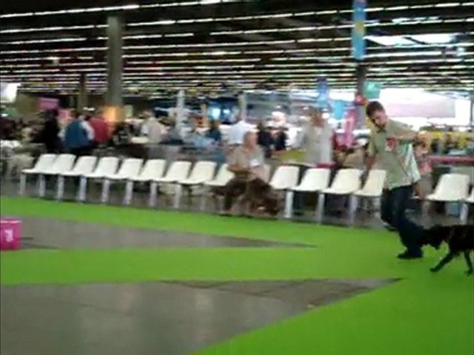 BAHIA WORLD DOG SHOW PARIS  10 07 2011