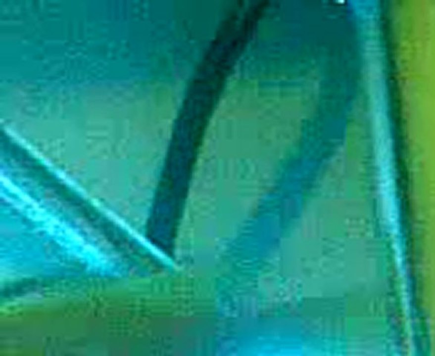 Sarı prenses sp akvaryum