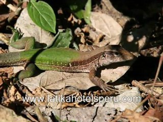 hotel - latika adventures