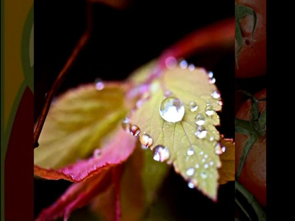 Agricultural Products NZ | Roots Shoots and Fruits