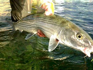 Bonefishing Los Roques 2011