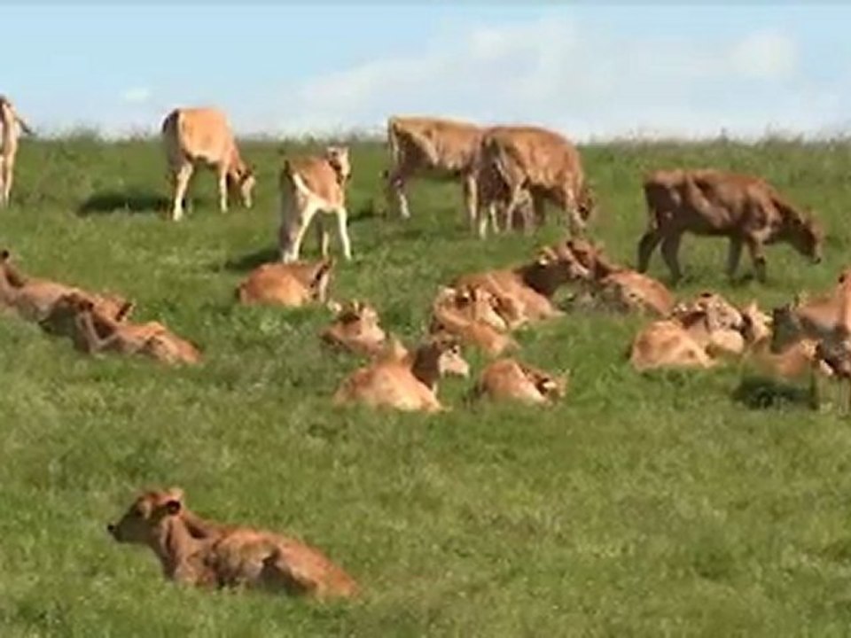 Calves_001_Preview