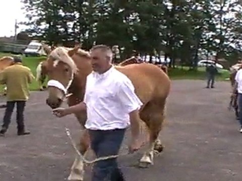 LES CHEVAUX DE TRAIT, COMTOIS ET ARDENNAIS A CEMBOING