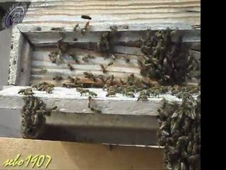 yakın çekim arılar