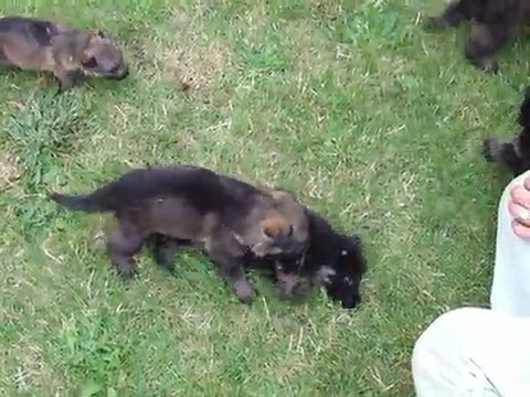 Le 12/07/2011 chiots d'ARONN du Val des Hurles vent X BEHA du Grand Gavial