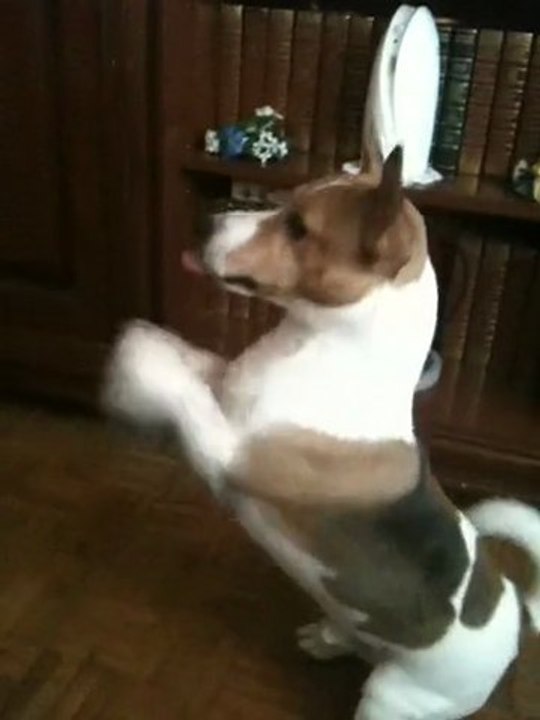 Jipsy Want Ball