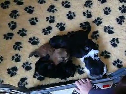 Chiots d'Anastasia 5 semaines