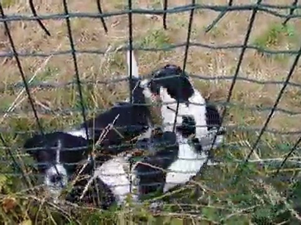 bébés chiens