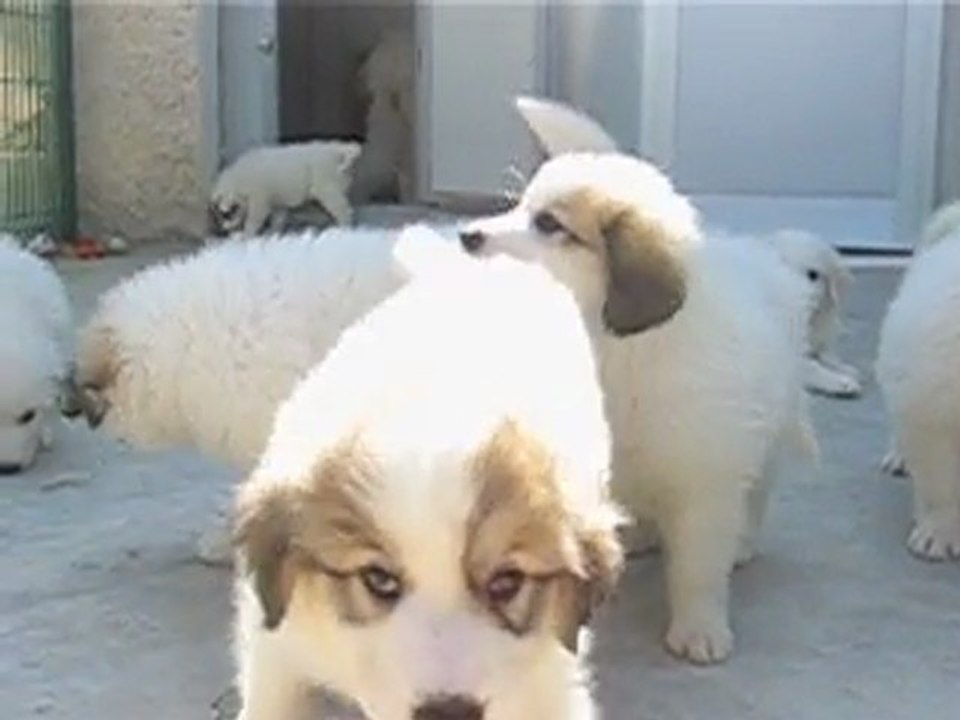 CHIOTS MONTAGNE DES PYRENEES A RESERVER DE CH.CS. URA-BELLE x CH. EDWIN