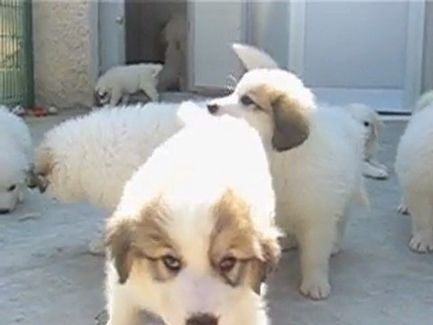 CHIOTS MONTAGNE DES PYRENEES A RESERVER DE CH.CS. URA-BELLE x CH. EDWIN