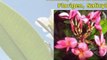 Growing Plumeria Cuttings Plumeria Plants and Tropical Plants with the Egg Method