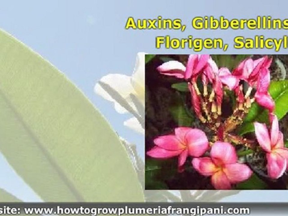 Growing Plumeria Cuttings Plumeria Plants and Tropical Plants with the Egg Method