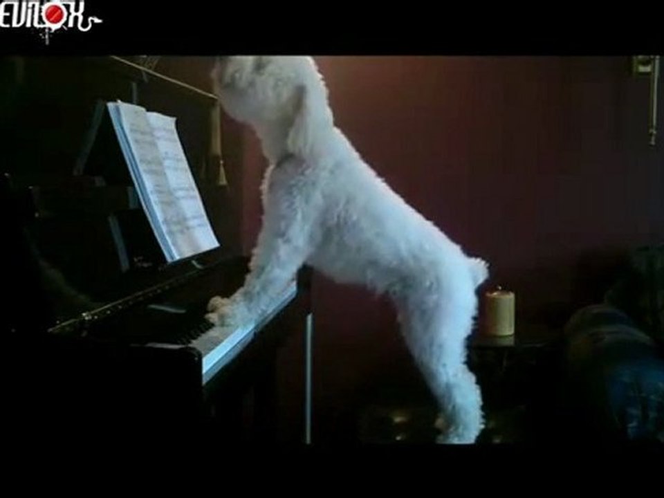 chien chanteur