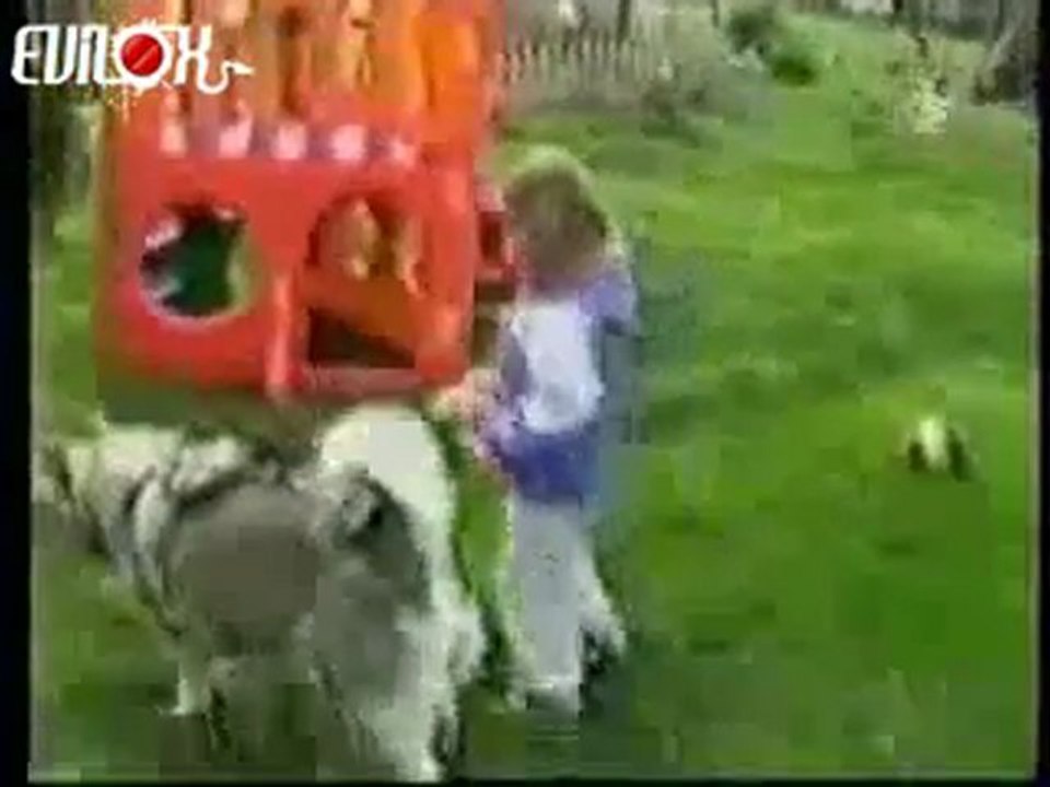 compilation-chiens