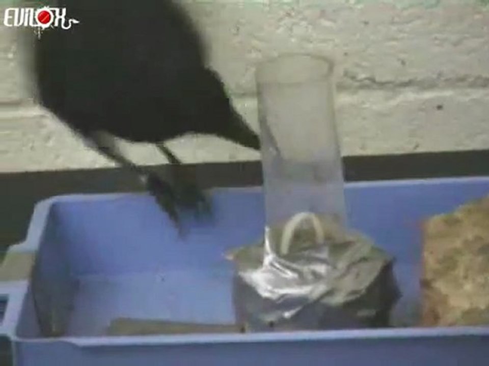 corbeau-malin