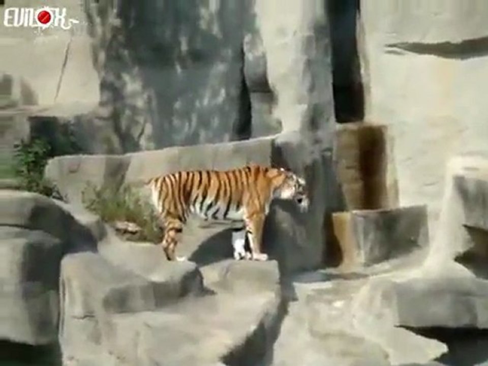 tigre-vs-enfant