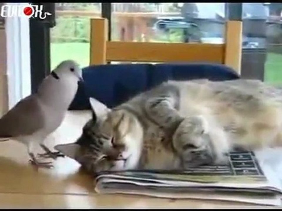 tourterelle chat