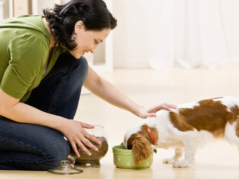 How to take care of a puppy