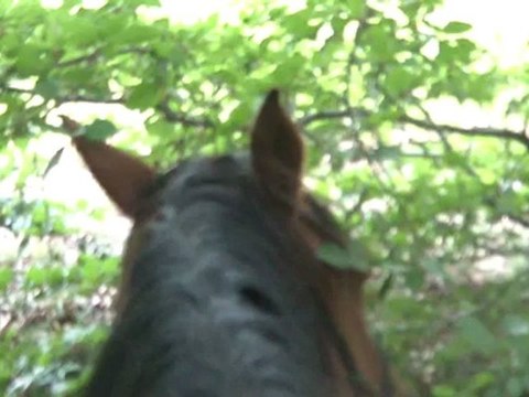 14.07.2011. Balade avec Ténébra montée et Nasdak en longe