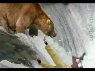 Bears vs. John West: fight in the rapids