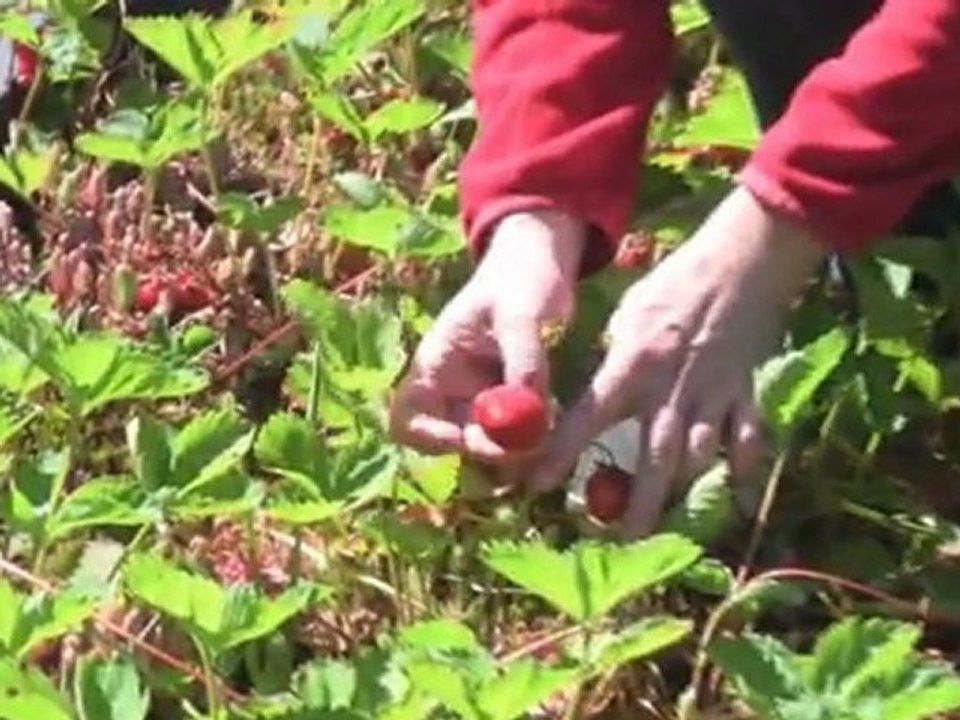 July 14/11 Senga's Vlog How To Harvest Strawberries