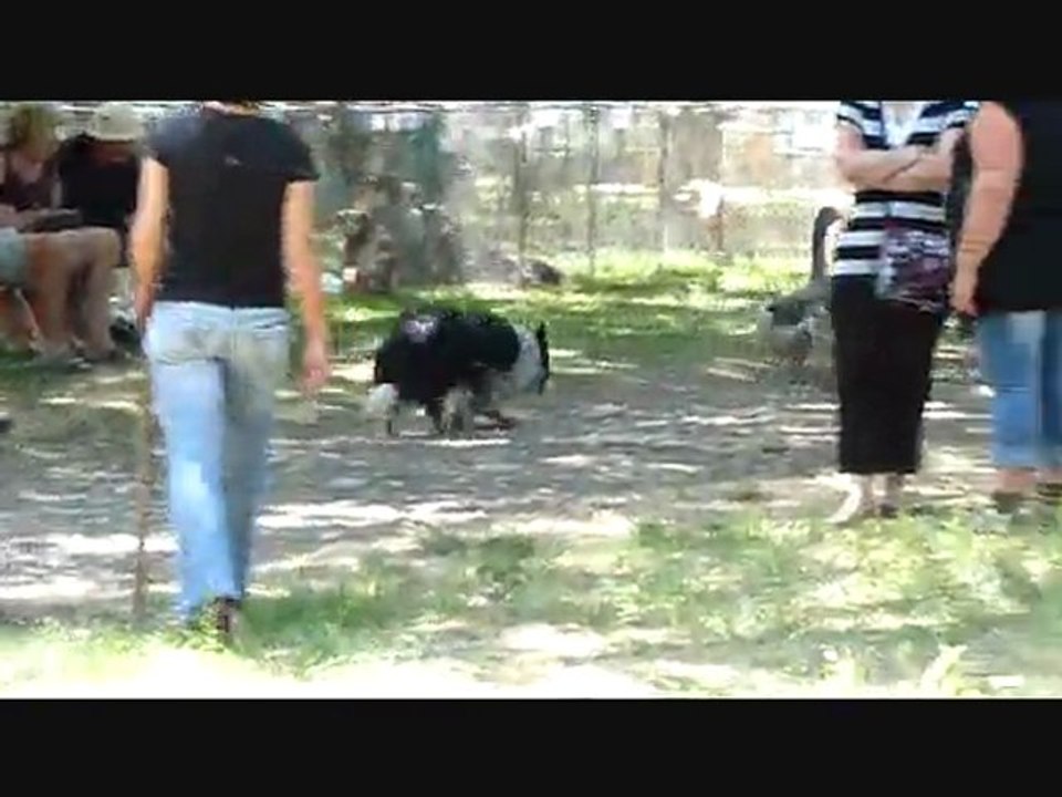 Les oies & les Border collies