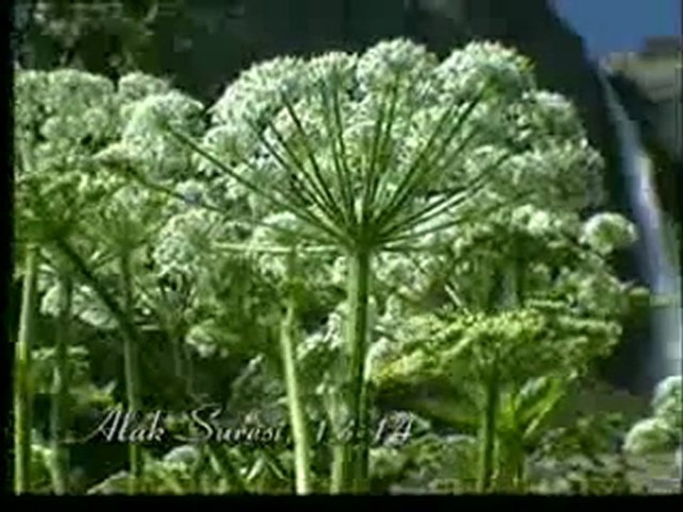 Kuran Meali: Alak Suresi