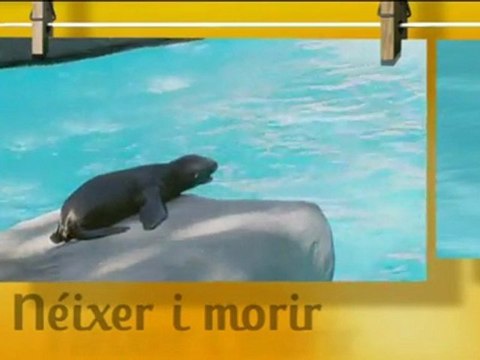 TV3 - Veterinaris - Veterinaris - Capítol 72