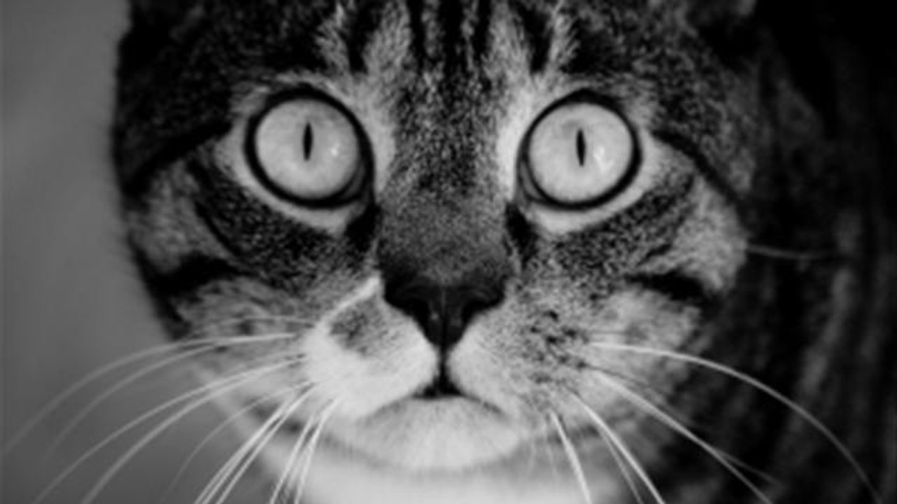 How To Make A Cat Scratching Post