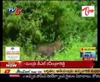 Once Again Leopard Appeared At Tirumala Ghat