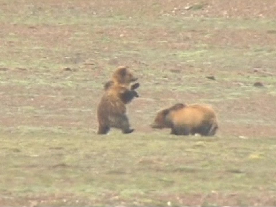 Grizzly Bear Fight Caught on Camera