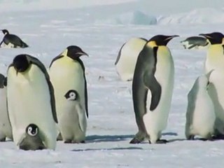 Mike Rowland - LISTEN TO YOUR HEART - Les Manchots