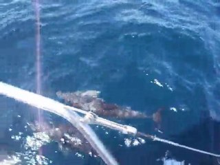 Fleur de Passion 2011 dauphins portugais