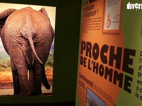 Pachyderme que ça ! au Jardin des Sciences de Dijon, jusqu'au 31 décembre 2011