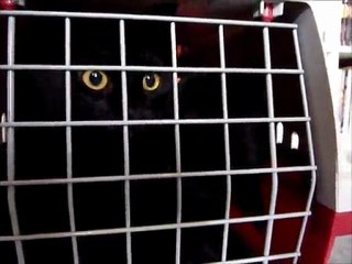 La Cage de Transport 1/2