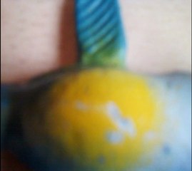 Pinqui Penguin ve Maceraları Bölüm 4