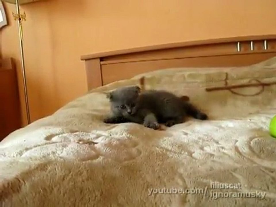 kitten vs enemies