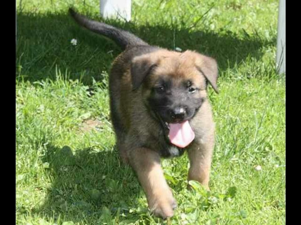 chiots gus elta