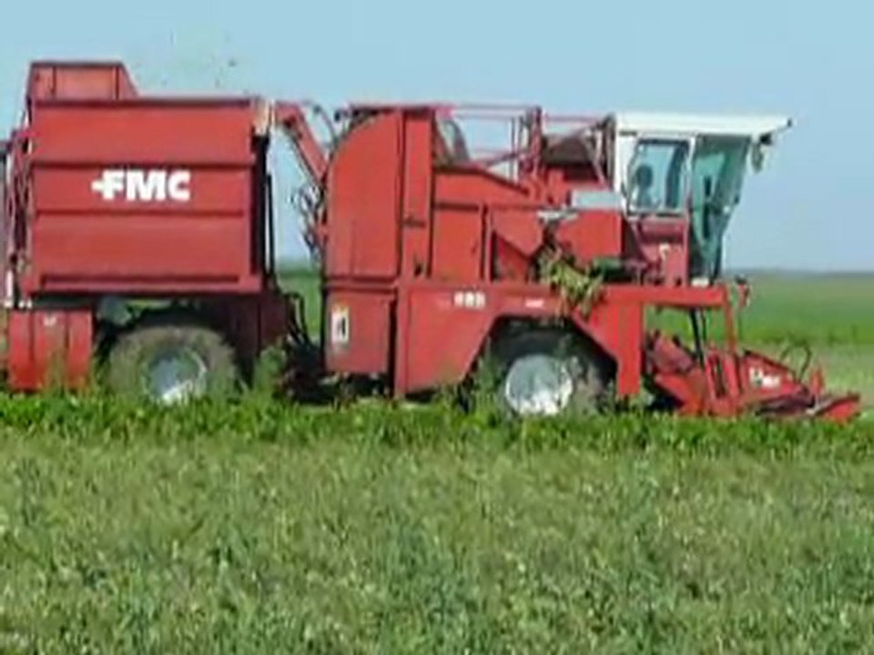 Haricots, récolte 001