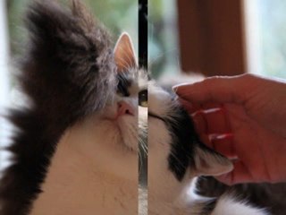 diapo coeurs azur animaux