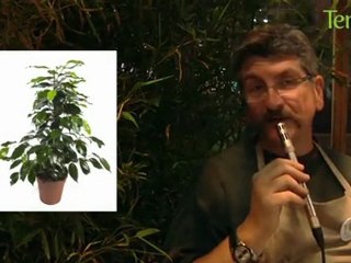 Jardinage et potager pour néophytes