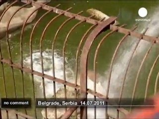 Douches rafraîchissantes pour les animaux... - no comment