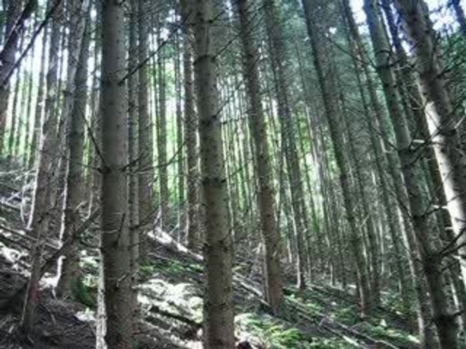 Schlinder août 2005