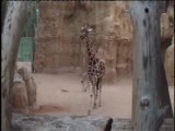 La cra de jirafa inicia sus primeras salidas al exterior - Bioparc Valencia